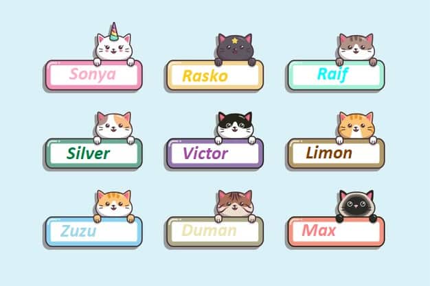 en iyi kedi isimleri