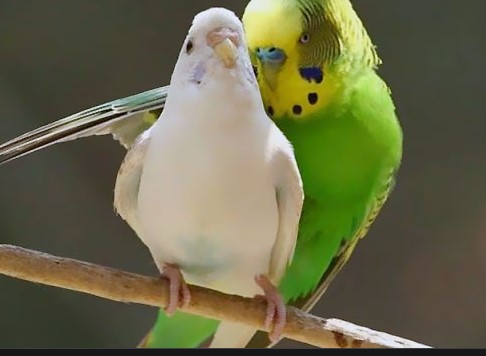 Muhabbet Kuşları Nasıl Çiftleşir